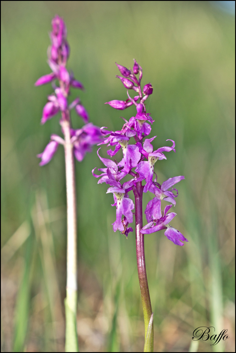 Orchis mascula subsp. speciosa